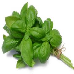 Basil Wine