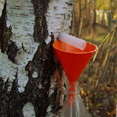 Birch Sap Wine